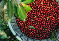 Costa Rican Coffee