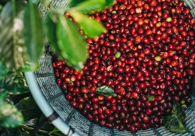 Costa Rican Coffee